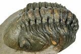 Detailed Reedops Trilobite - Atchana, Morocco #323696-1